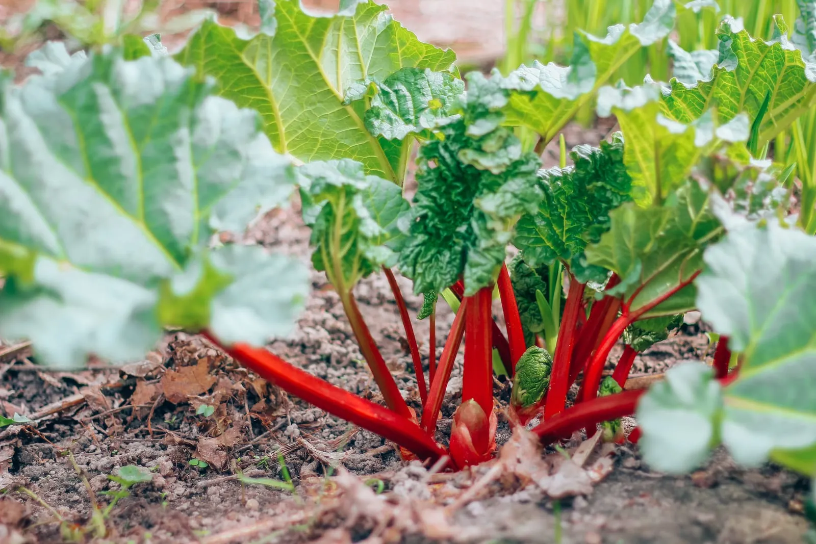 Rhubarb plant
