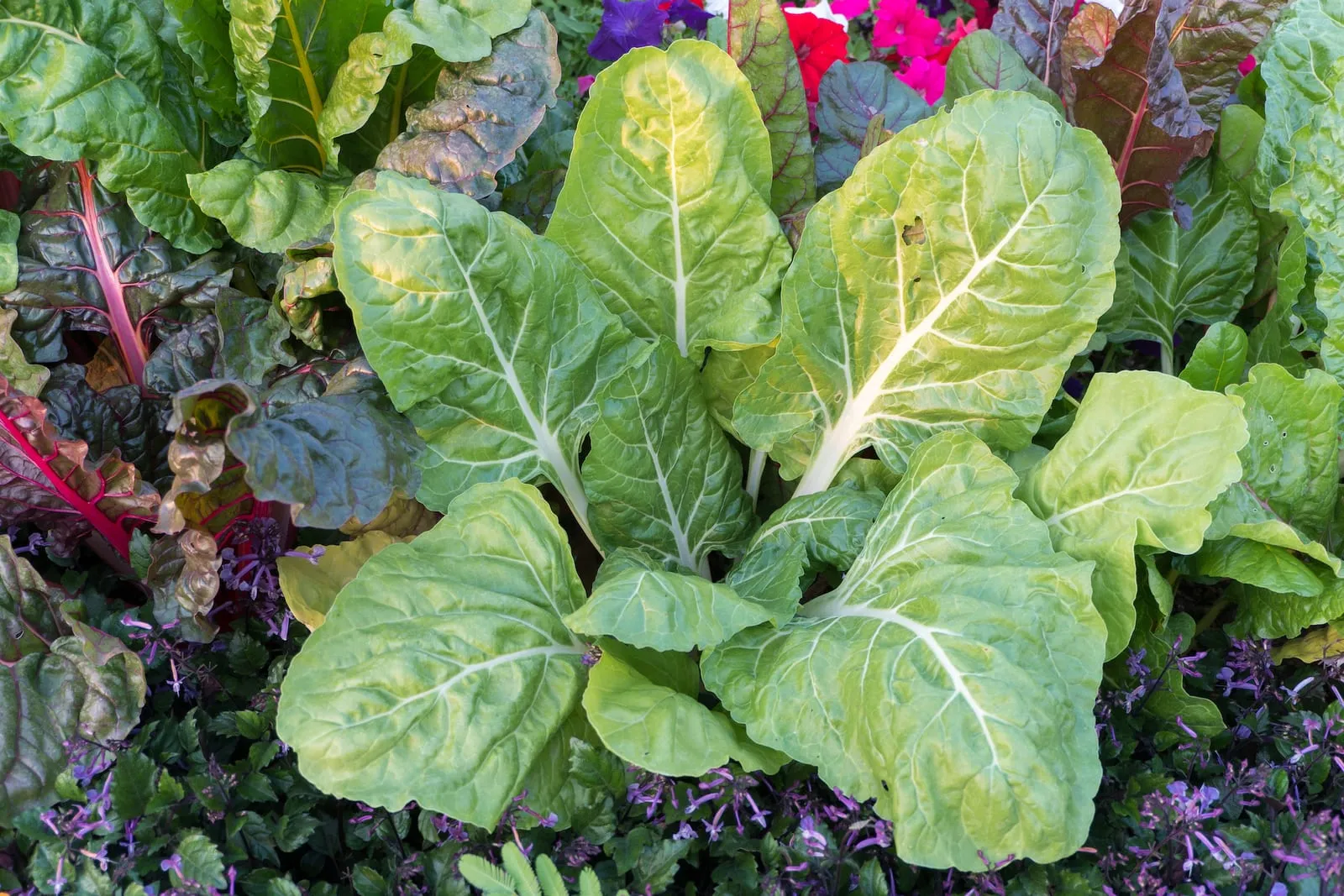 Silverbeet