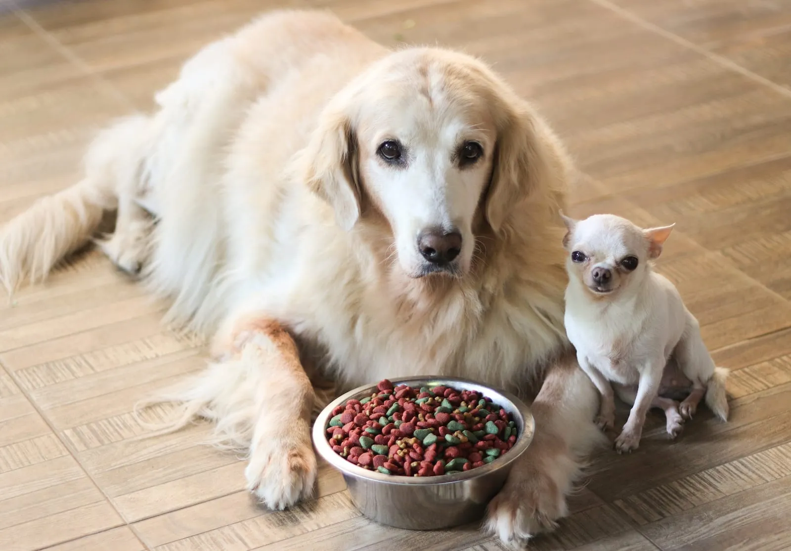 Two dogs next to bowl of dog food