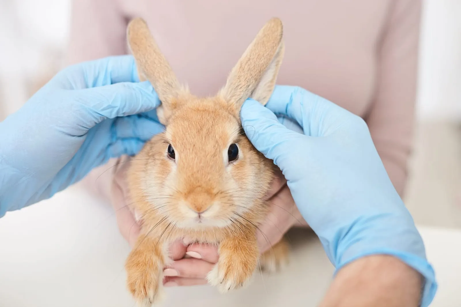 Rabbit being inspected by a vet