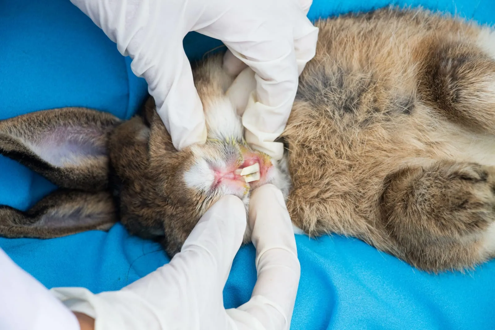 Rabbit having teeth examined by a vet