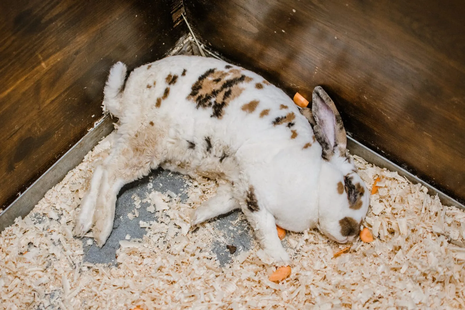 Unwell rabbit lying down in hutch