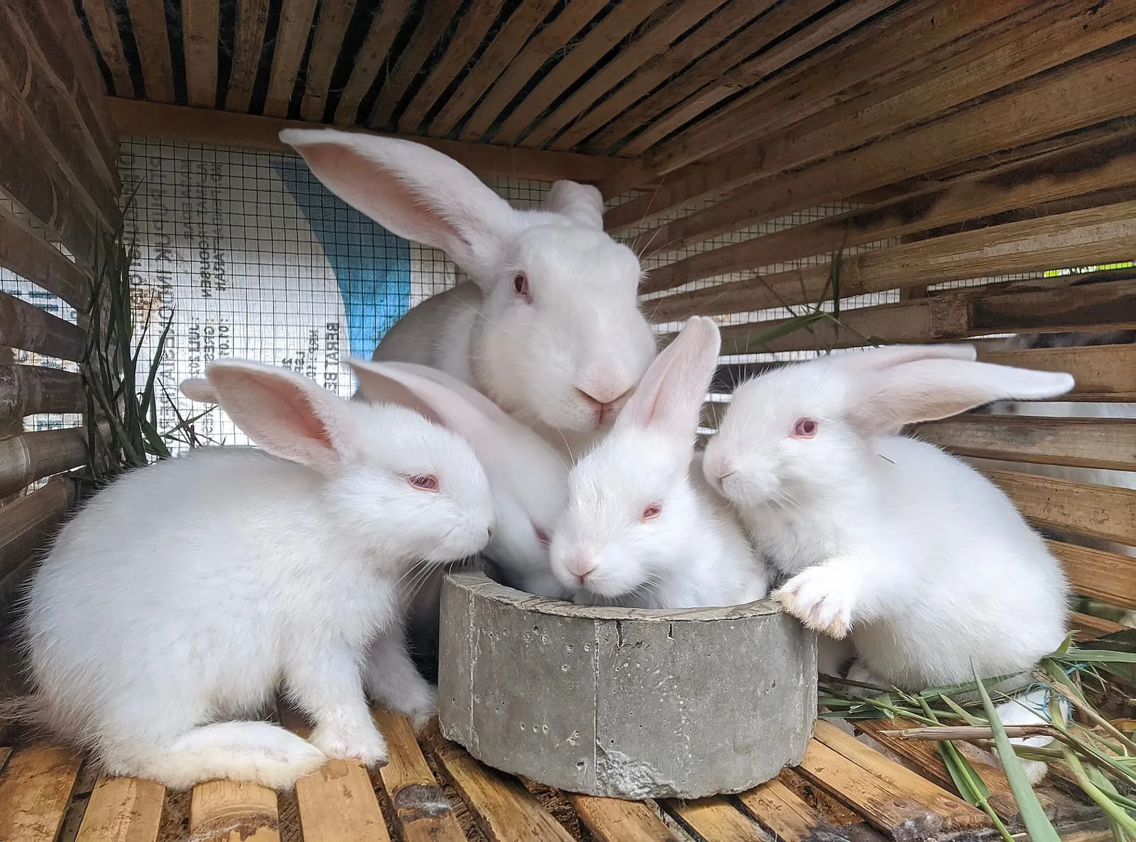 Bunch of white rabbits feeding outside