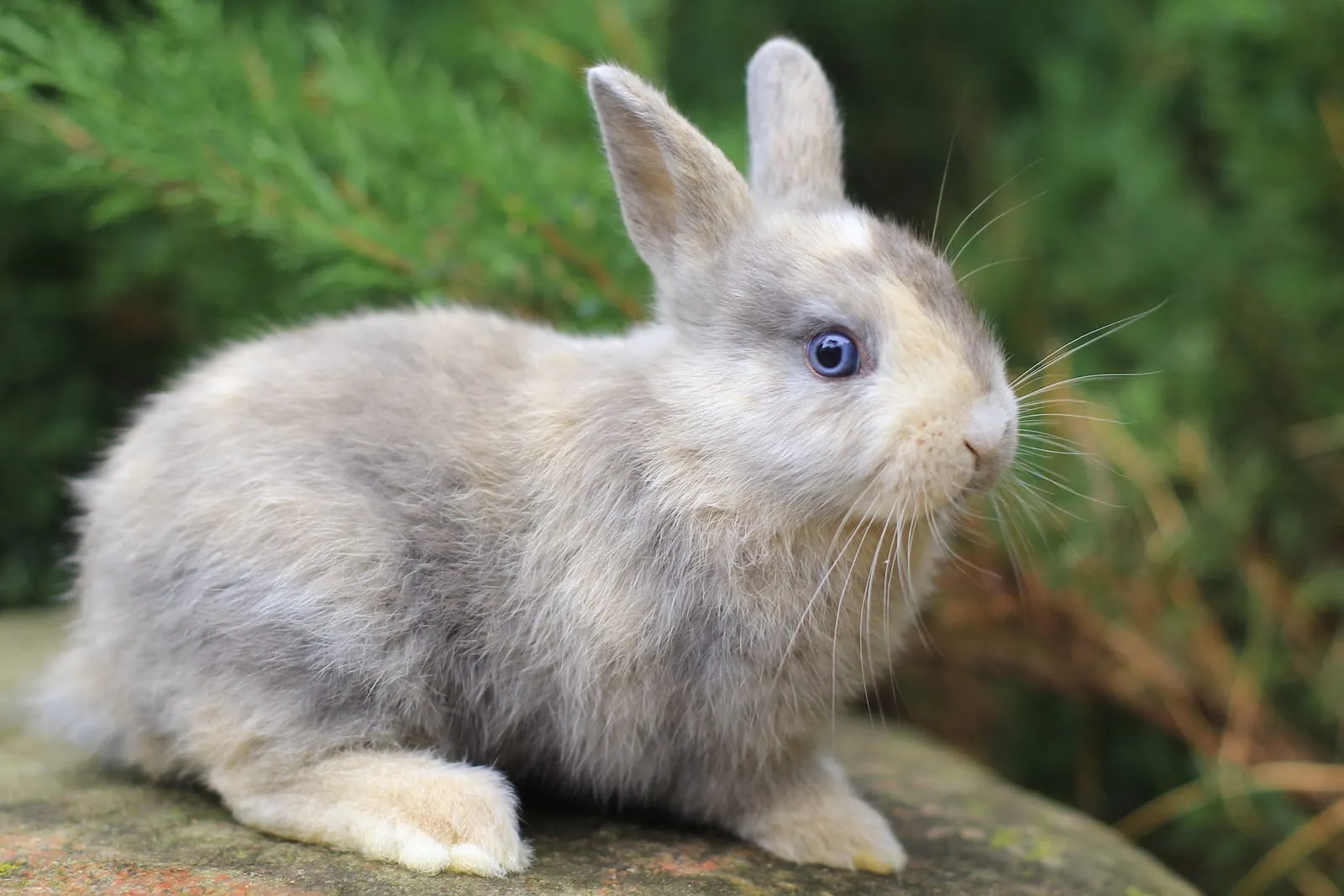 Grey rabbit with blue eyes on a rock
