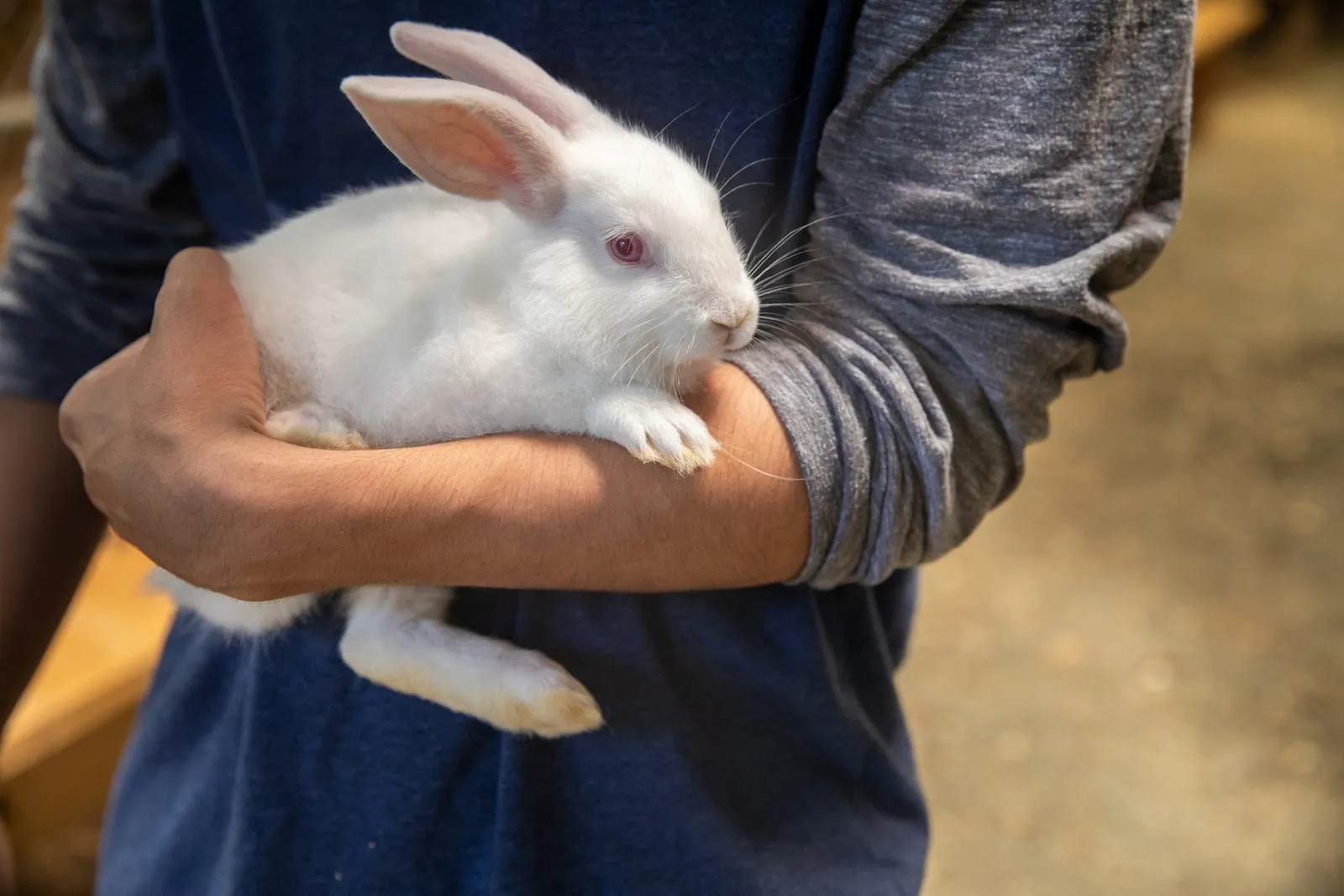 White rabbit with red eyes being held