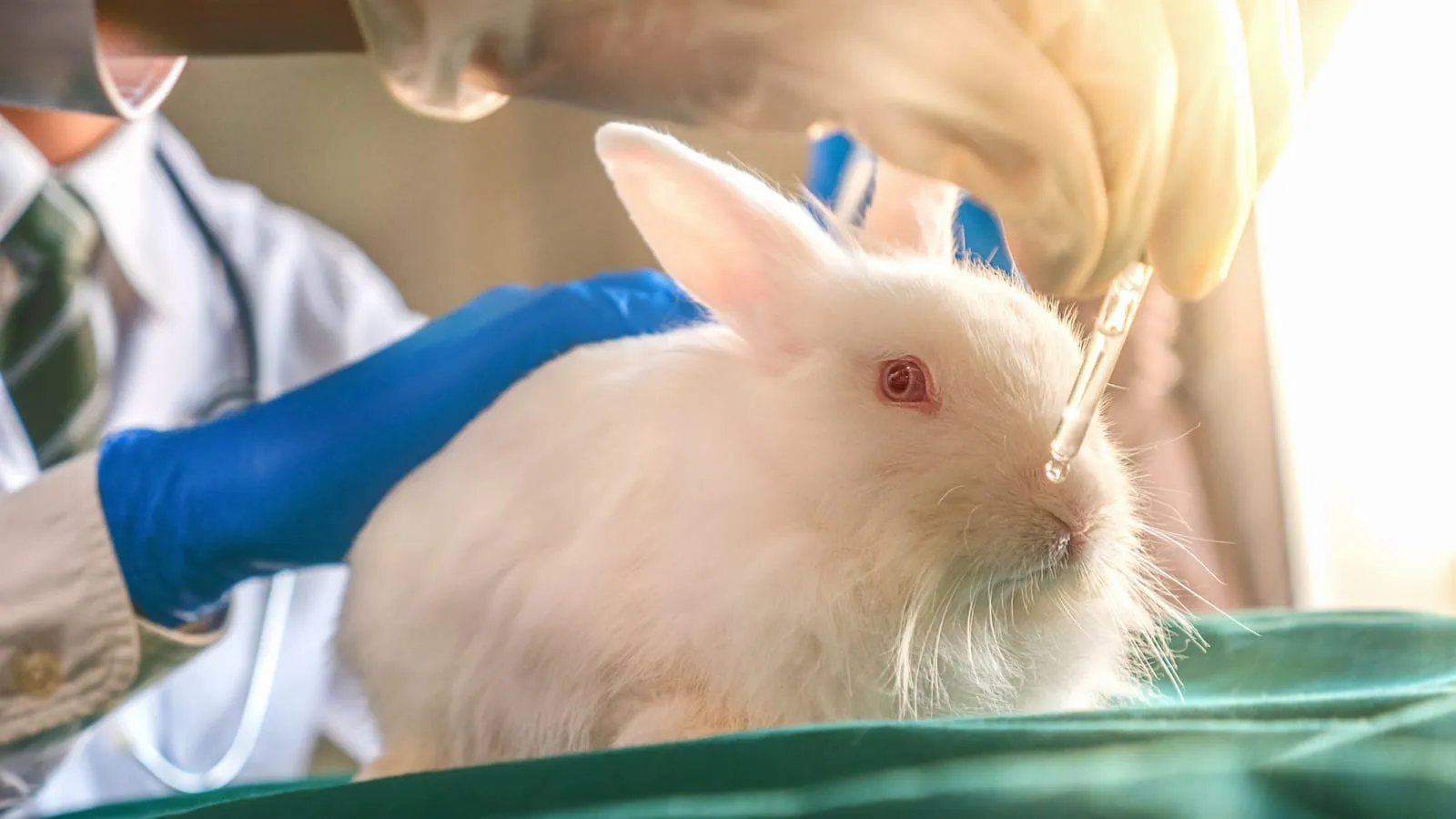 White rabbit with red eyes being treated by vet