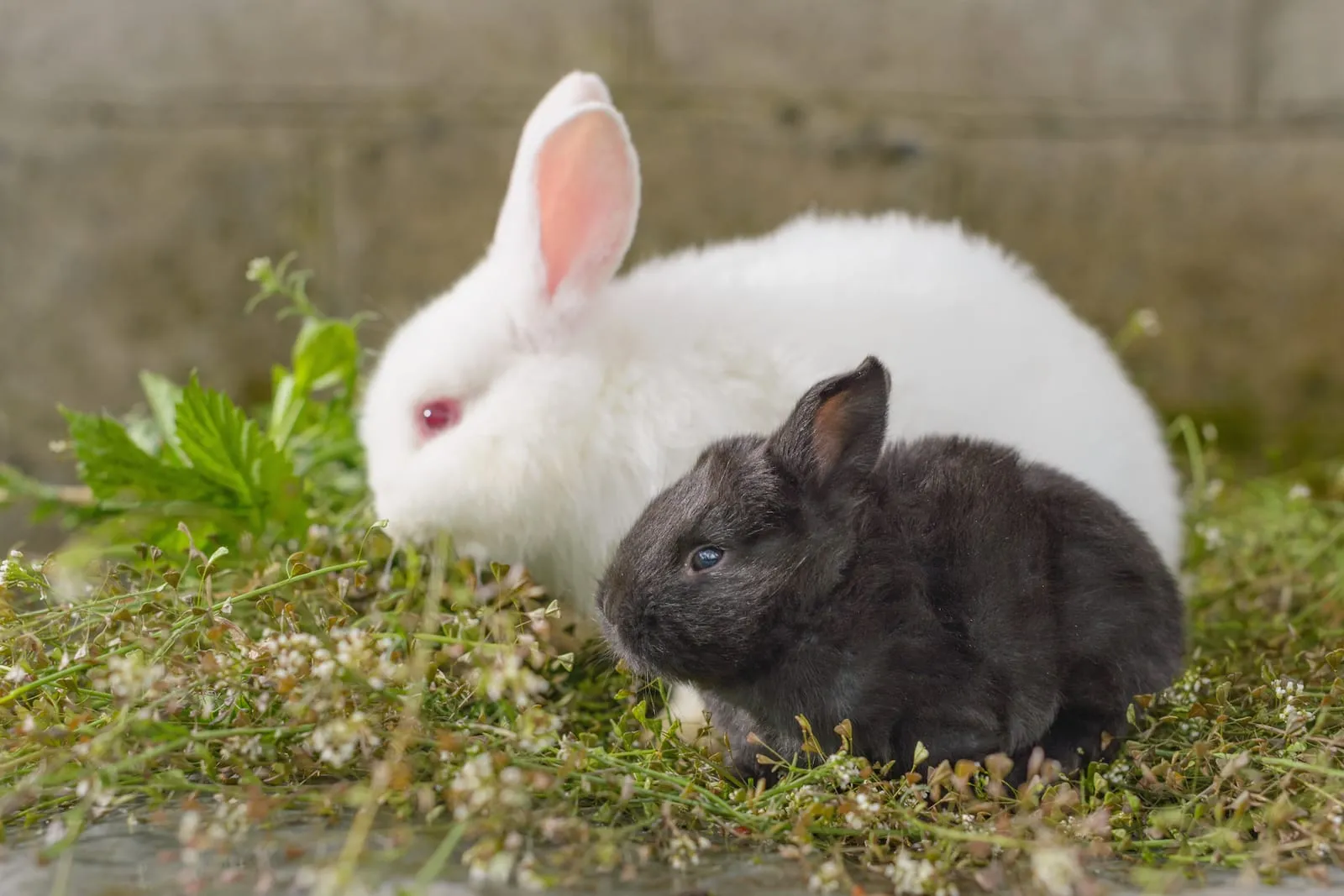 White and black rabbits on grass