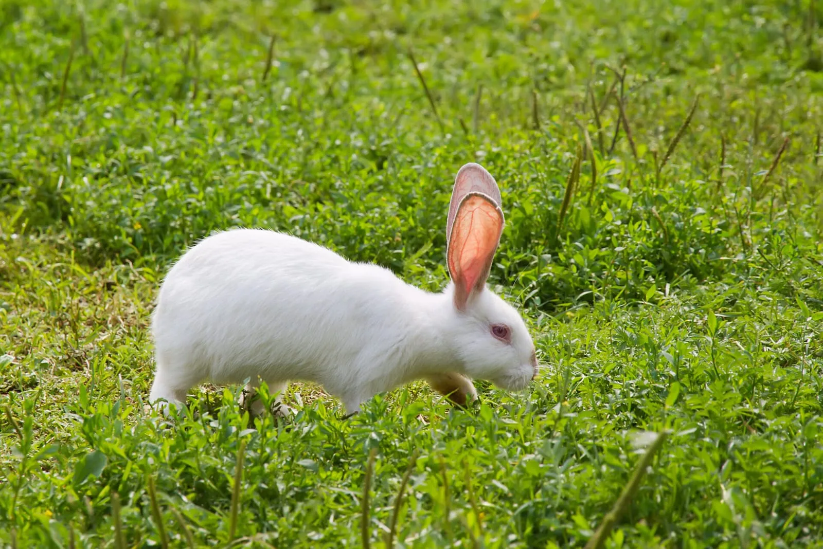 Rabbit sniffing around in a field