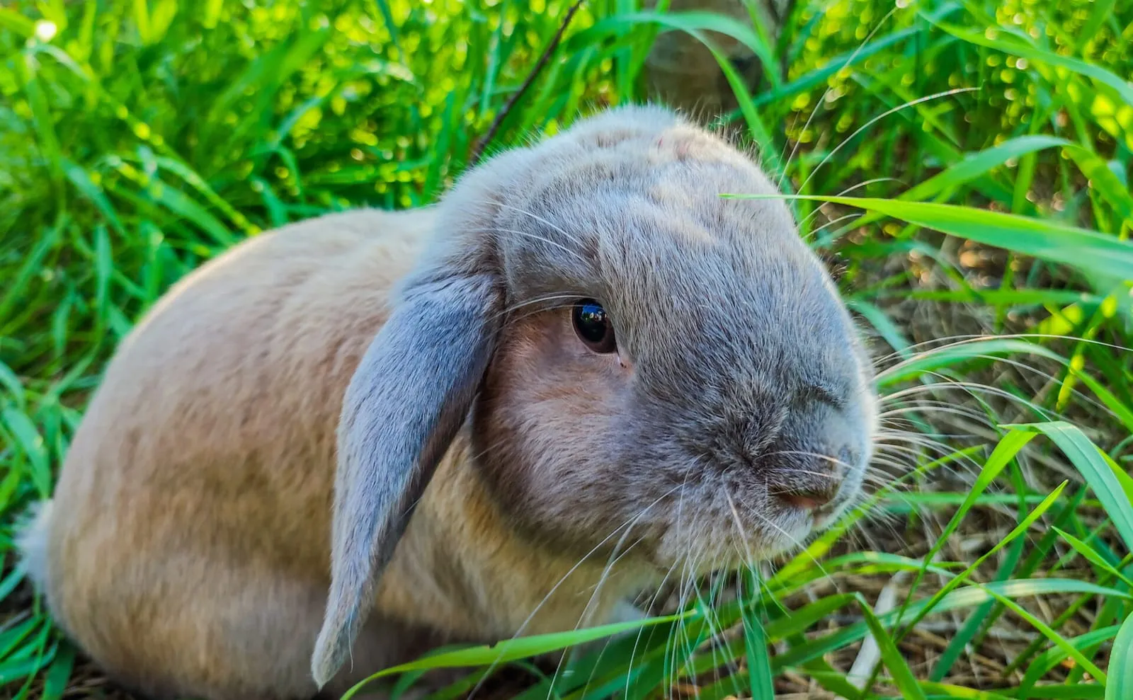 Rabbit sitting on grass