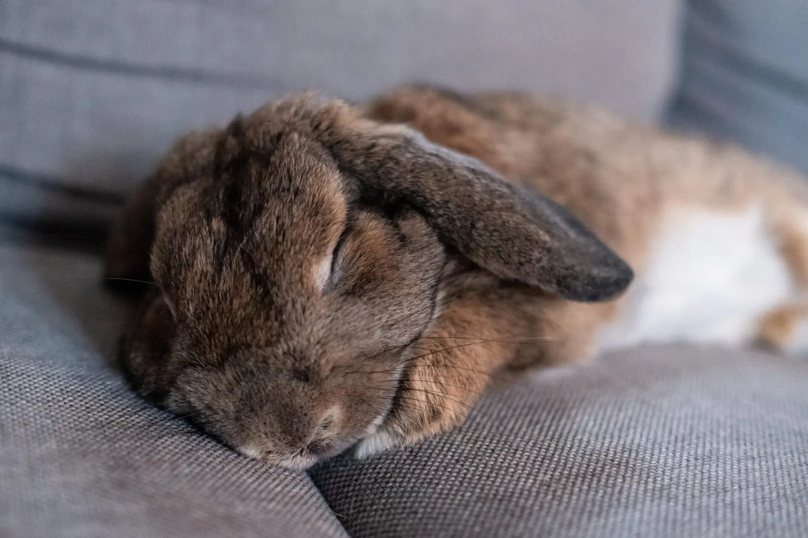 Rabbit sleeping on a sofa