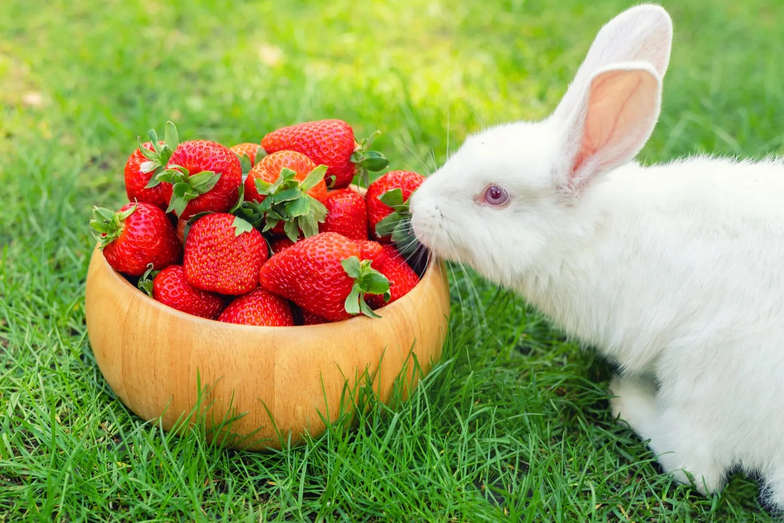 Rabbit sniffing a bowl of strawberries