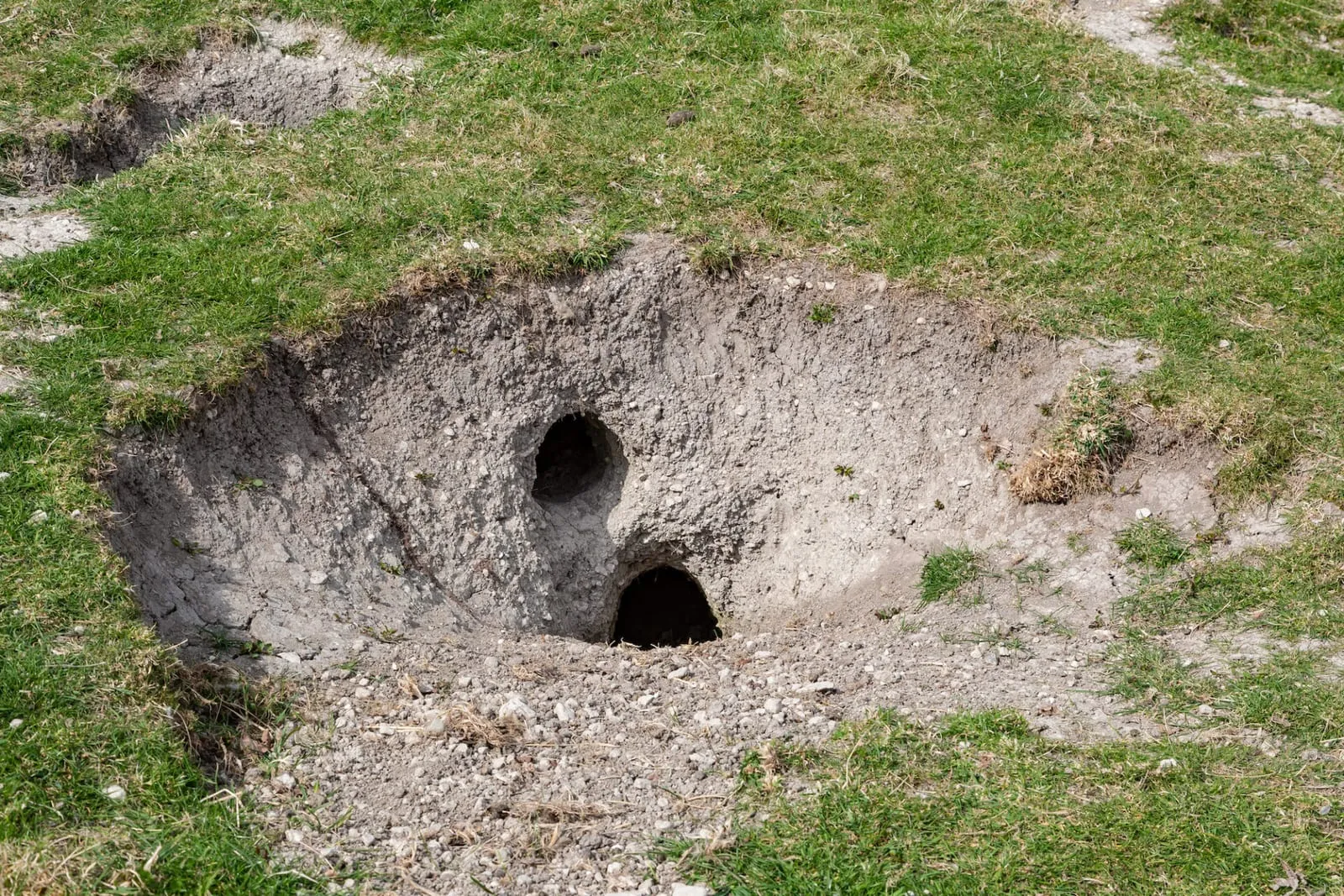 Example of rabbit holes in the English countryside