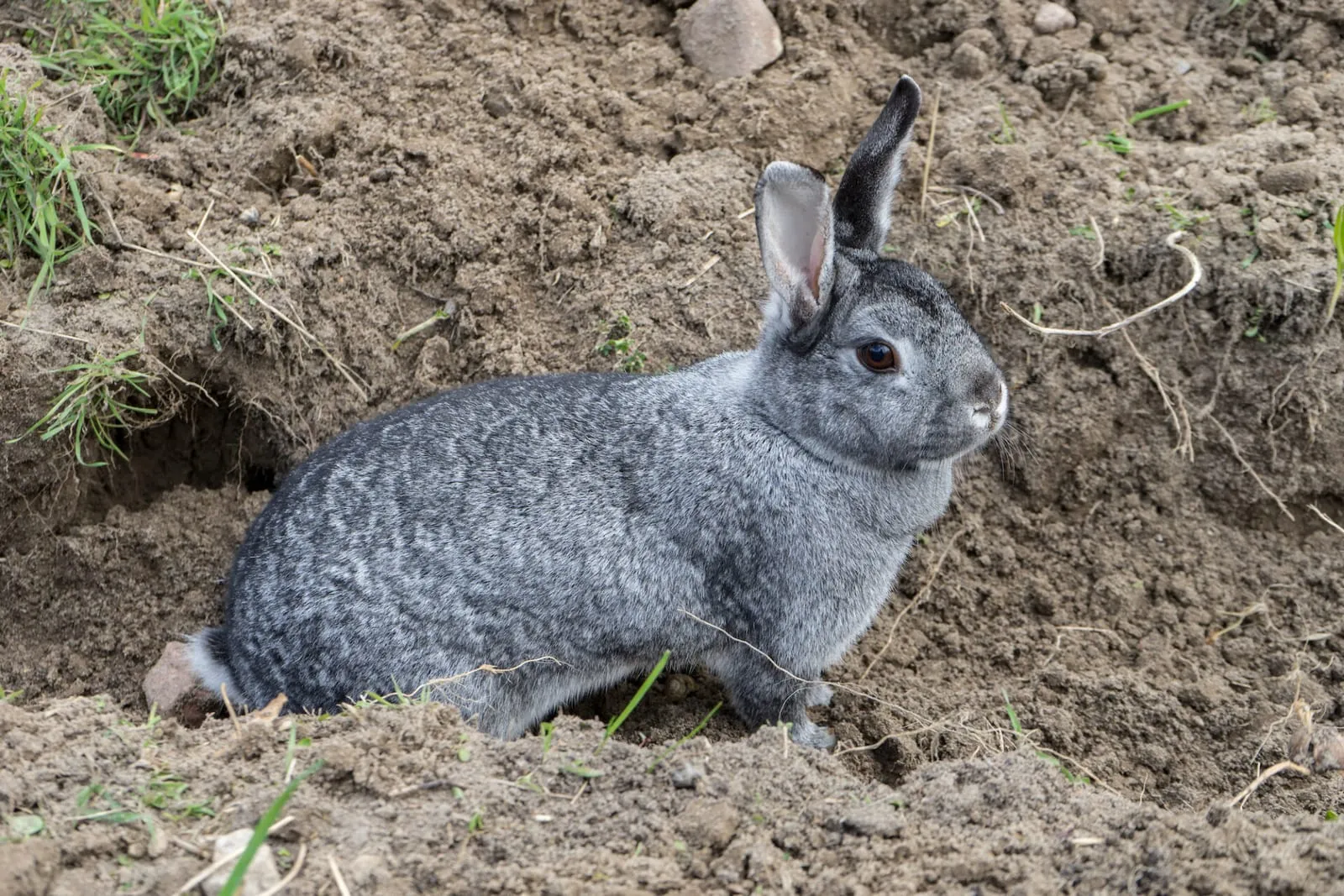 Rabbit peeking out of a warren