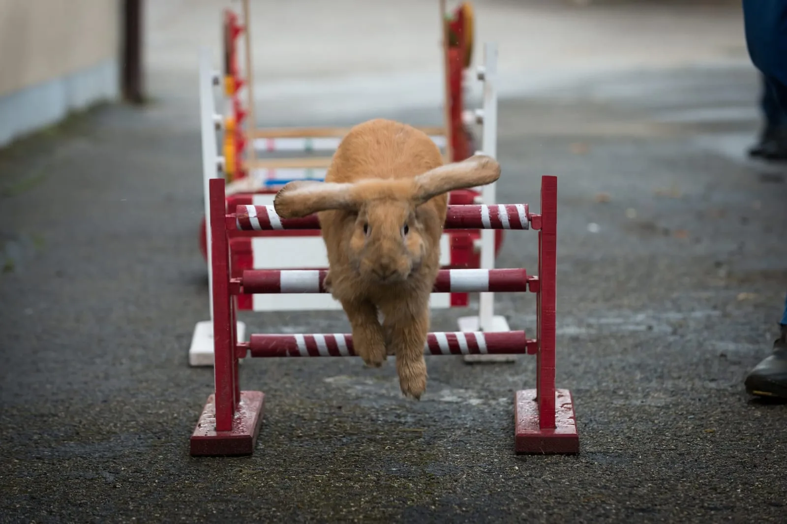 Rabbit jumping over obstacles