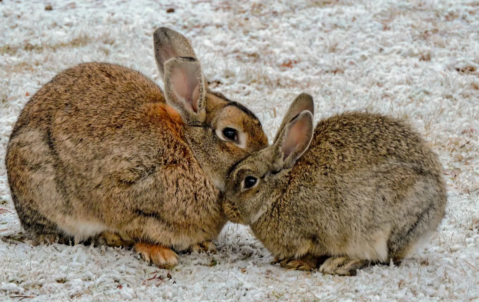 Rabbit nudging another rabbit on a winter field