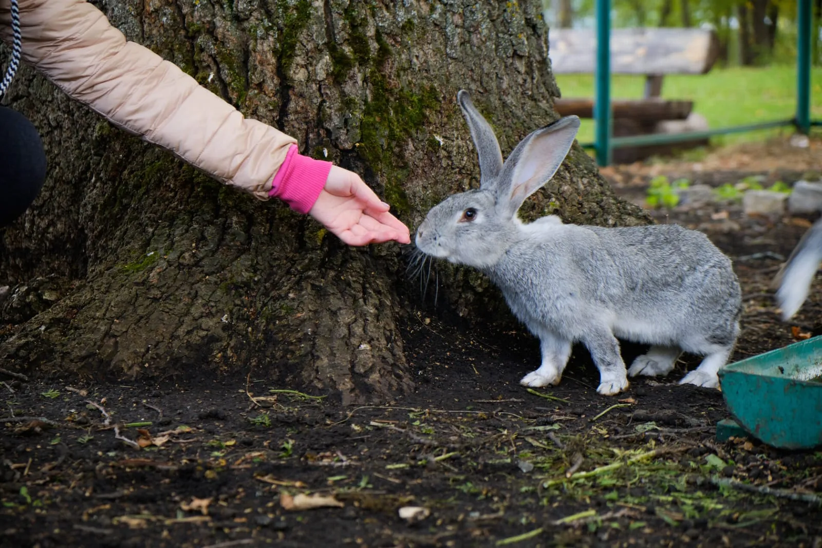 Rabbit sniffing the hand of a woman