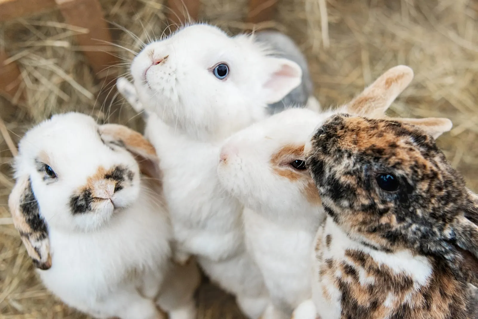 Group of rabbits looking up