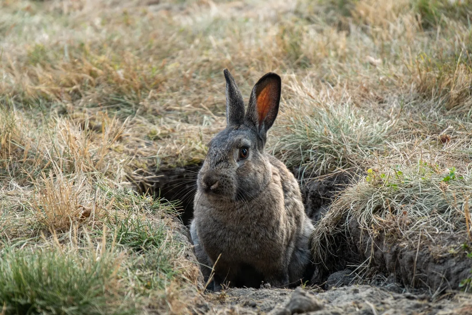 Rabbit guarding entrance of home in the park