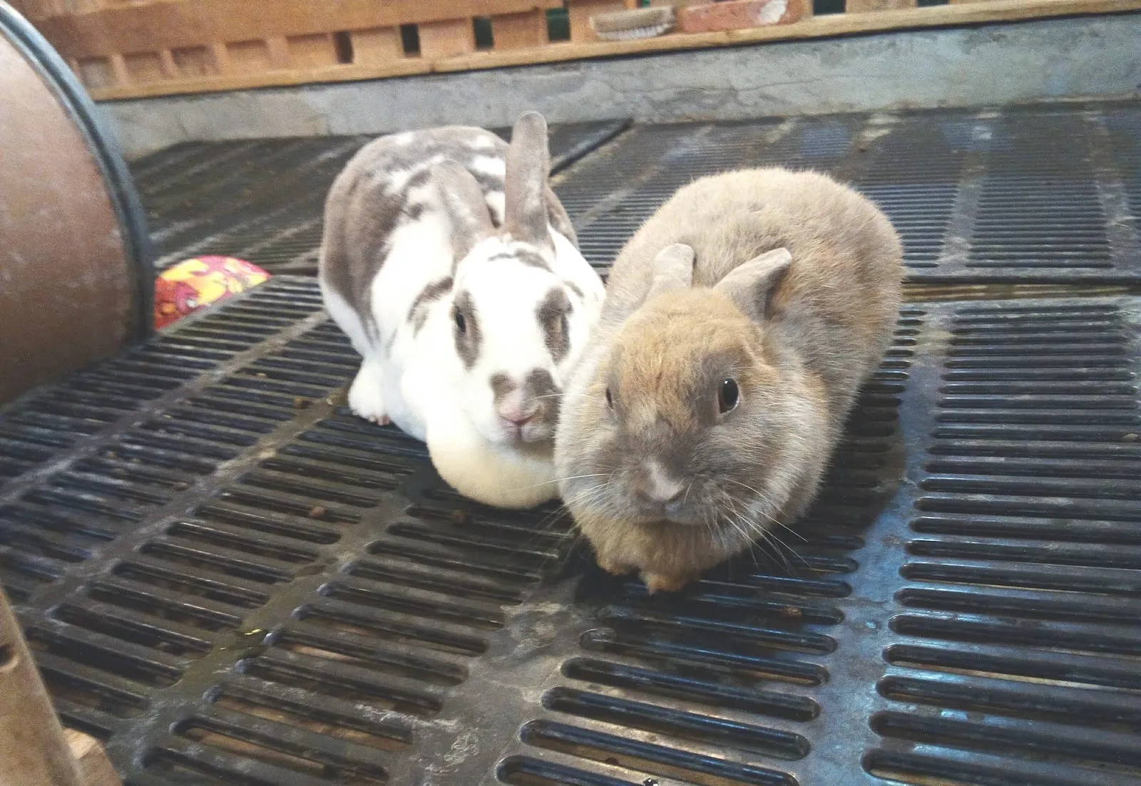Two rabbits lying down on grates